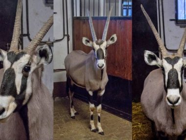Nowi mieszkańcy śląskiego zoo. Po raz pierwszy w Chorzowie Chorzów zoo oryksy południowe