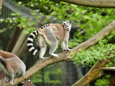 Jesienne zmiany w chorzowskim zoo Chorzów zoo