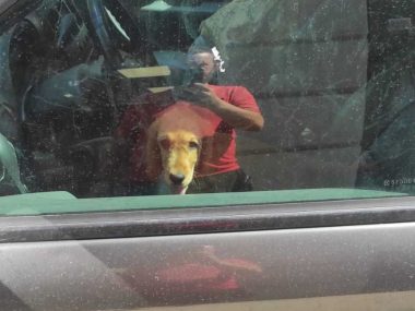 Mieszkańcy Bytomia uratowali psa z nagrzanego samochodu Cocker Spaniel uwięziony w aucie