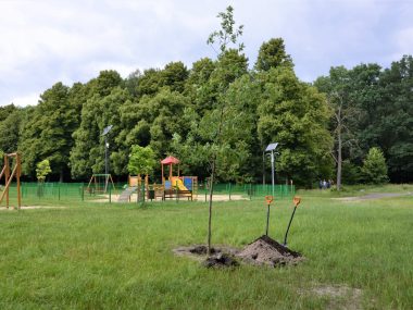 Dąb w Parku Leśnym upamiętni powstańców Dąb w Parku Leśnym jpg