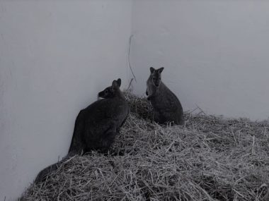 Nie żyją dwie kangurzyce z minizoo w Sosnowcu Kangurzyce MZUK