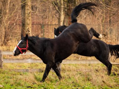 Jedyny koń rasy śląskiej patroluje ulice naszego województwa Konie Śląskie w Chorzowie