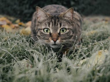 W Będzinie pojawią się domki dla wolno żyjących kotów Kot