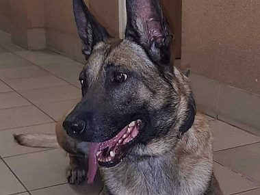 Zabrzańska policja ma nowego funkcjonariusza. To Largo Largo2