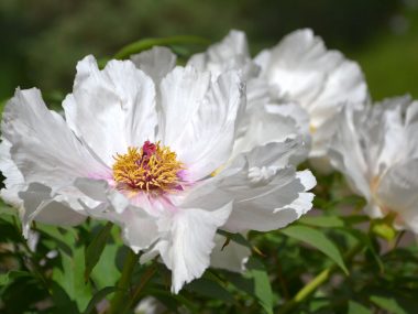 XV Festiwal Kwiatów już w najbliższy weekend Miejski Ogród Botaniczny