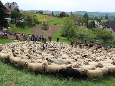 Żywe tradycje pasterskie w Beskidzie Śląskim i Żywieckim Miyszani owiec w Koniakowie