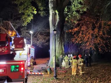 500-letni dąb „Cysters” podpalony przez wandali Nadpalony dąb Cysters