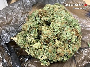 Plantacja marihuany na strychu w powiecie bielskim Nielegalna plantacja w powiecie bielskim