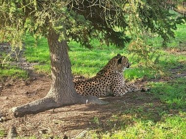 Nowa mieszkanka chorzowskiego zoo Nowa mieszkanka chorzowskiego zoo