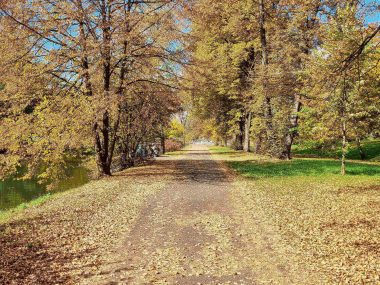 Czy Park Śląski jesienią jest najpiękniejszy? Być może Park Śląski jesienią