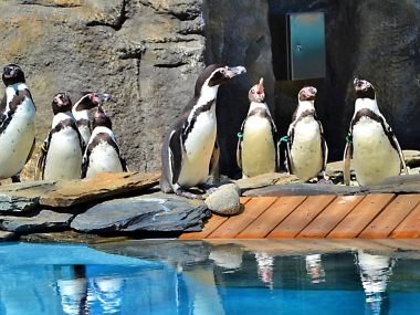 Pingwiny z chorzowskiego zoo już zimują Pingwiny z chorzowskiego zoo już zimują