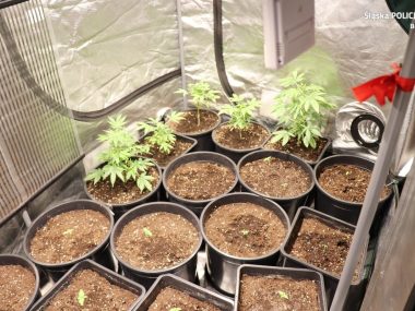 Rodzinna plantacja konopi indyjskich nad warsztatem Plantacja konopi indyjskich Będzin 1
