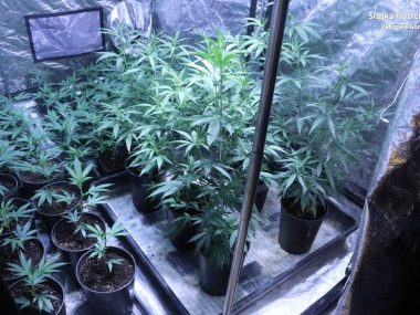 Policjanci z Dąbrowy zlikwidowali domową plantację marihuany Plantacja marihuany