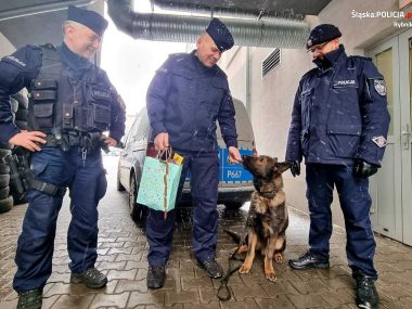 Policyjny owczarek idzie na emeryturę wraz ze swym opiekunem Policjant odchodzi na emeryturę wraz ze swoim towarzyszem służby