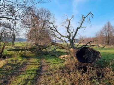 Wandale podpalili pomnik przyrody przy ul. Powstańców Pomnik przyrody podpalony
