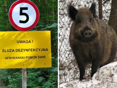 Pierwszy przypadek afrykańskiego pomoru świń w woj. śląskim Projekt bez tytułu 22