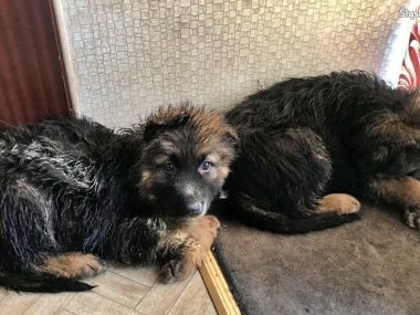 Pseudohodowla zwierząt w Świętochłowicach Pseudohodowla w Świętochłowicach