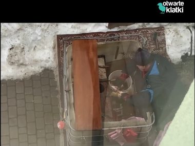 Pszczyna rozcinał głowy karpi Pszczyna rozcinał głowy karpi