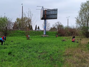 Sosnowiec dba o zieleń. Posadzono ponad 2000 drzew Sadzenie drzew w Sosnowcu