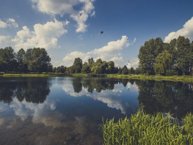 Staw brysiowy w Siemianowicach Śląskich Staw brysiowy w Siemianowicach Śląskich