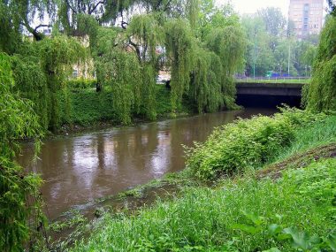 Śnięte ryby w Przemszy. Jest powód do niepokoju? Sosnowiec Przemsza