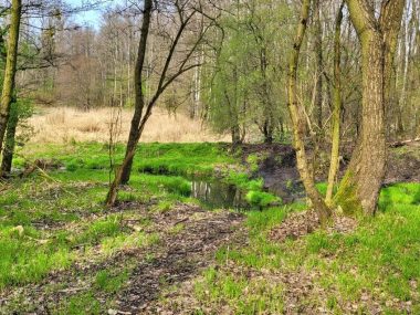 Społeczne sprzątanie Doliny Lipinki w Świętochłowicach Społeczne sprzątanie Doliny Lipinki w Świętochłowicach