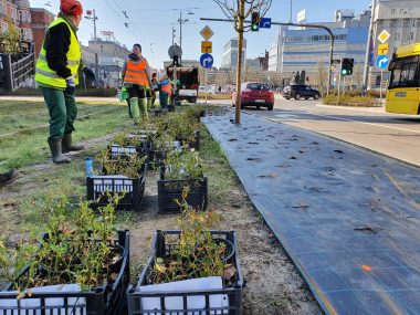 Trwają wiosenne nasadzenia, ale też porządki w mieście Wiosenne nasadzenia w Katowicach