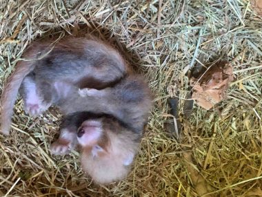 W śląskim zoo urodziła się panda ruda W śląskim zoo urodziła się panda ruda