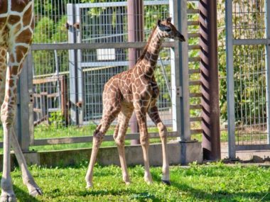 W śląskim zoo urodziła się żyrafa. Po siedmiu latach przerwy W śląskim zoo urodziła się żyrafa Po siedmiu latach przerwy