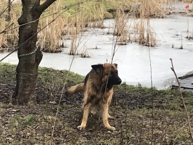 Rudzianin znęcał się nad 40. zwierzętami Znęcanie się nad zwierzętami