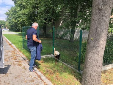 Sołtys Świerklańca, Mirosław Bacik pomógł rannemu bocianowi Bocian w Świerklańcu