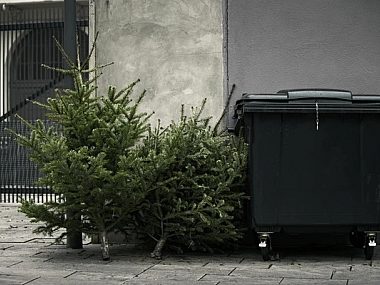 Nawóz z niepotrzebnych choinek? Katowicki MPGK zachęca Co zrobic z niepotrzebna choinka