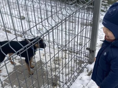 Zróbmy święta zwierzakom z rudzkiego schroniska Dajmy radość bezdomnym zwierzętom
