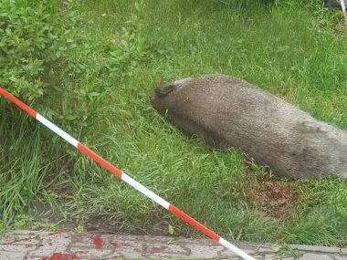 "Polowanie" na dzika mogło się skończyć tragedią Dzik zastrzelony w Halembie