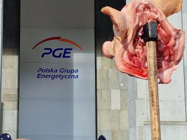 Głowa świni sierpień 80 Głowa świni sierpień 80