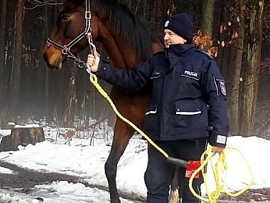 Koń znaleziony w lesie w Wigilię Koń las Orzesze