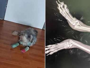 Piekary. Właściciel psa wyrzucił czworonoga przez okno? Ktoś wyrzucił psa z balkonu w Piekarach