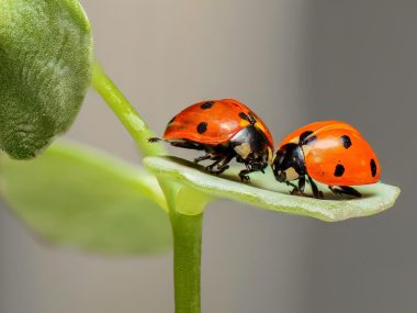 Wakacje pod chmurką w Muzeum Górnośląskim w Bytomiu Biedronki (zdjęcie ilustracyjne)