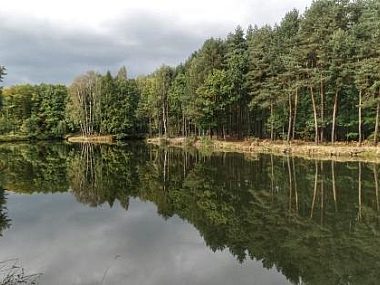 Nadleśnictwo rozpatrzy dwa ważne wnioski Las Kobiór