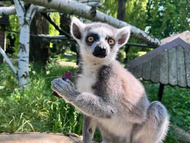Chat GPT o Śląskim Ogrodzie Zoologicznym Lemur