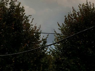 Zawsze przycinali... Zapomniane lipy w Kochłowicach Lipy zagrażają sieci energetycznejq