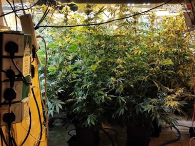 Zlikwidowano plantację marihuany w Dąbrowie Górniczej Narkotyki dabrowa gornicza
