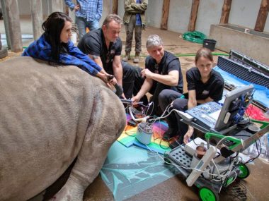 Białe nosorożce z in vitro. Naukowcy w chorzowskim zoo Nosorożce z in vitro