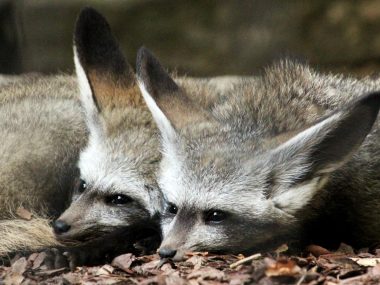 Chorzowskie projekty w Marszałkowskim Budżecie Obywatelskim Otocjony wielkouche