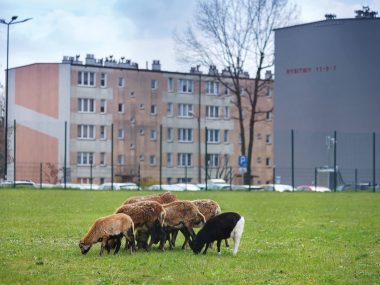 Owce zastąpiły kosiarki w Gliwicach. Mieszkańcy zachwyceni Owce kameruńskie w Gliwicach