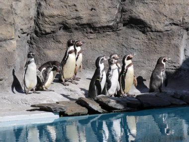 Jesienno-zimowe zmiany w Śląskim Ogrodzie Zoologicznym Pingwiny Chorzów