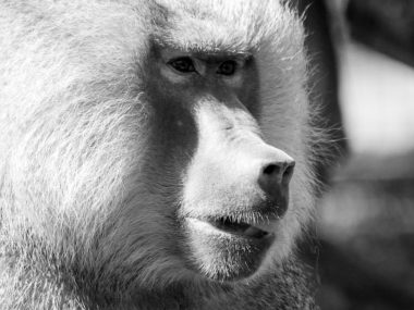 Zmarł Pituś. Ostatni pawian w chorzowskim zoo Pituś
