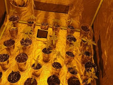 Domowa plantacja "zioła" zlikwidowana Poza sadzonkami policjanci znaleźli kilogram gotowego suszu
