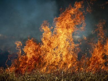 Wiele ofiar wypalania traw, również śmiertelnych Pożar łąki