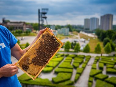 Cztery nowe ule miejskie pojawią się w Katowicach Pszczoły NOSPR